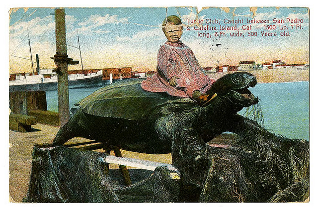 Turtle club, caught between San Pedro & Catalina Island, Cal., by The California Historical Society