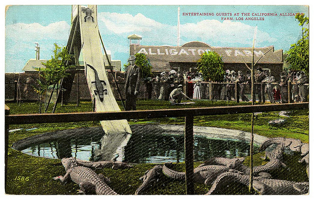 Entertaining guests at the California alligator farm, Los Angeles, by The California Historical Society